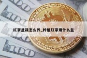 红掌盆栽怎么养_种植红掌用什么盆