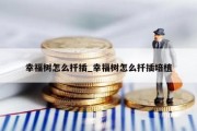 幸福树怎么扦插_幸福树怎么扦插培植