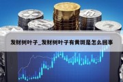 发财树叶子_发财树叶子有黄斑是怎么回事