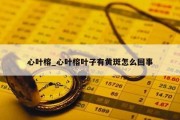 心叶榕_心叶榕叶子有黄斑怎么回事