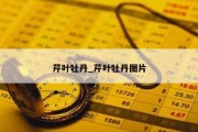芹叶牡丹_芹叶牡丹图片