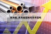 月月桂_月月桂花树月月开花吗