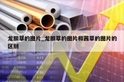 龙胆草的图片_龙胆草的图片和茜草的图片的区别