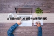 金银花的图片_山银花和金银花的图片
