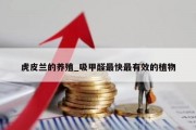 虎皮兰的养殖_吸甲醛最快最有效的植物