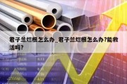 君子兰烂根怎么办_君子兰烂根怎么办?能救活吗?