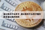蒲公英长什么样子_蒲公英长什么样子图片 真实蒲公英的功效