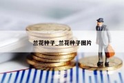 兰花种子_兰花种子图片