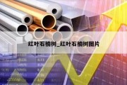 红叶石楠树_红叶石楠树图片
