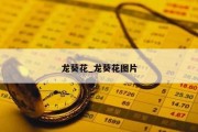 龙葵花_龙葵花图片