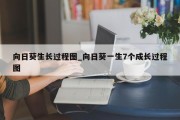 向日葵生长过程图_向日葵一生7个成长过程图