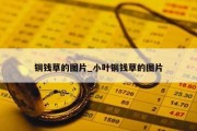 铜钱草的图片_小叶铜钱草的图片